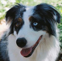 Lacey