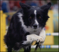 Pip