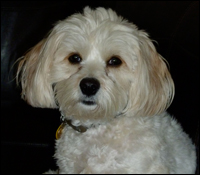 Taz