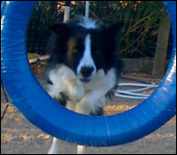 Zorro